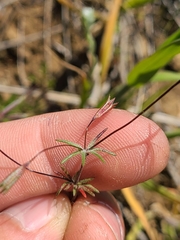 Leptosiphon bolanderi