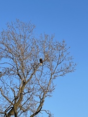 Haliaeetus leucocephalus