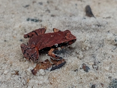 Physalaemus spiniger