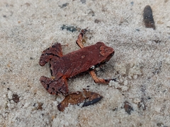 Physalaemus spiniger