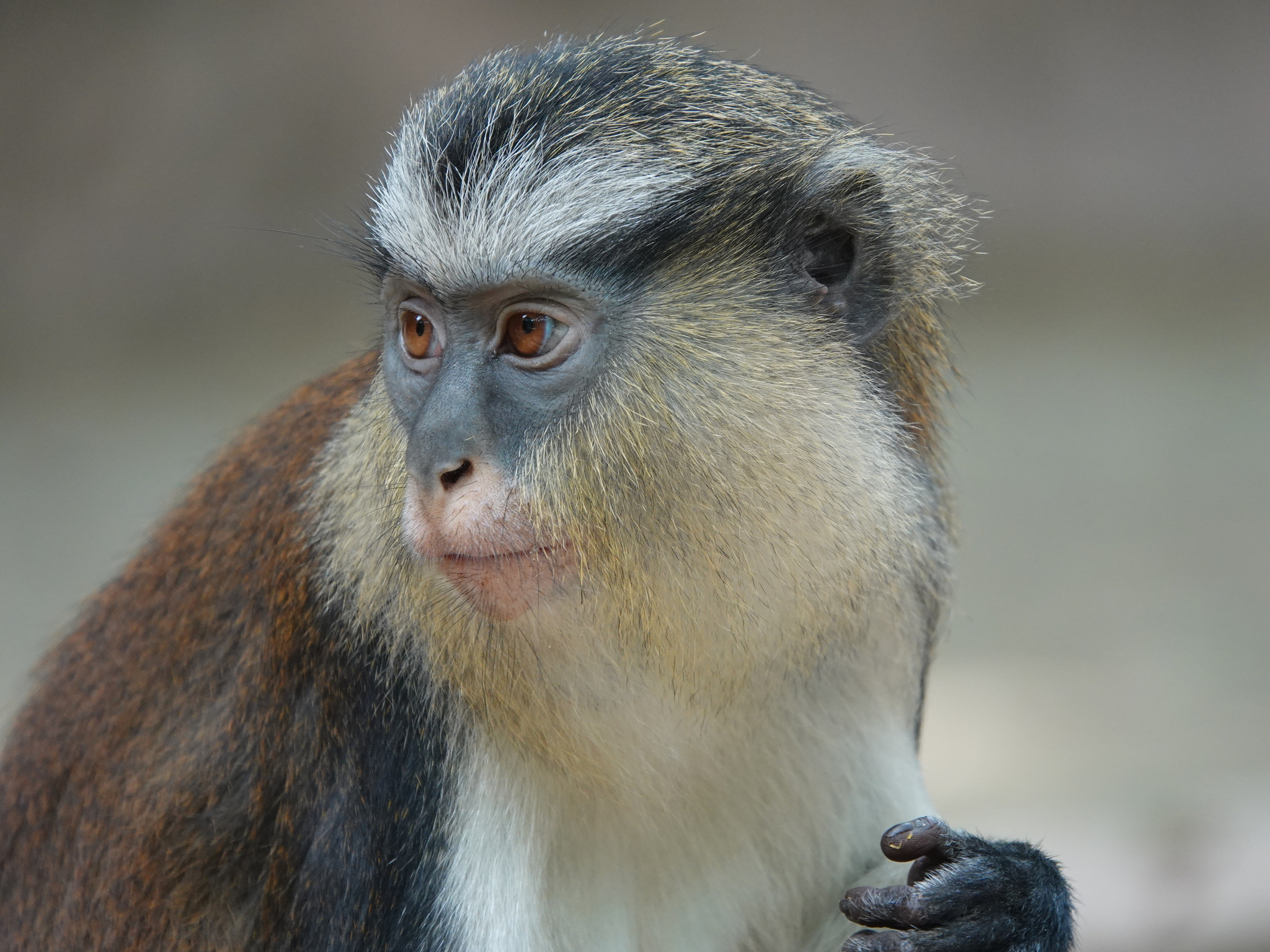 Mona monkey - Wikipedia