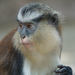 Mona Monkey - Photo (c) James Steamer, some rights reserved (CC BY-NC), uploaded by James Steamer