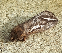 Abantiades argentata