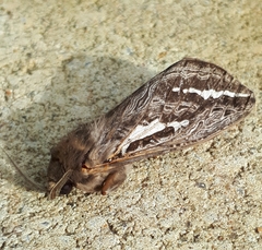 Abantiades argentata