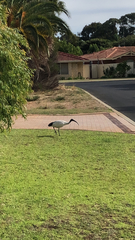 Threskiornis molucca