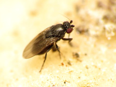 Leptocera
