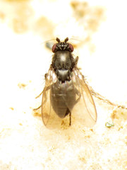Leptocera