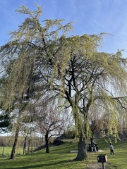 Prunus