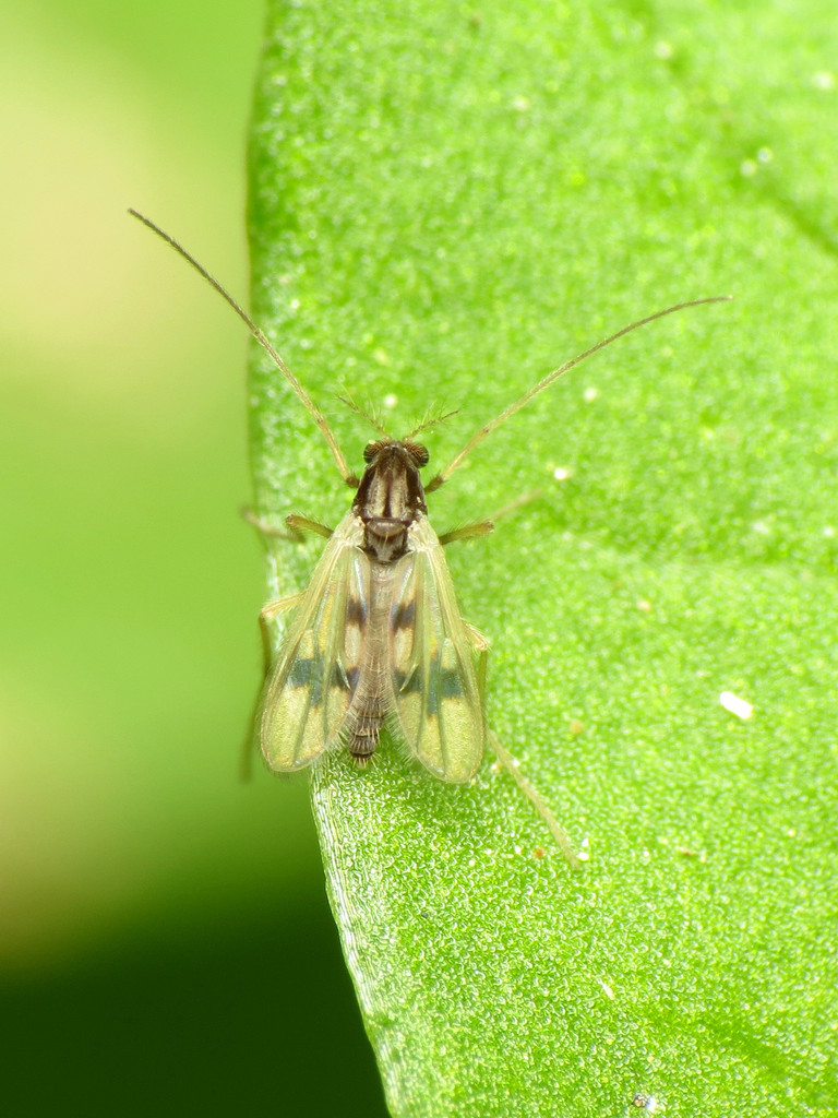 Polypedilum scalaenum
