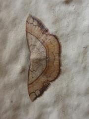 Pylargosceles steganioides