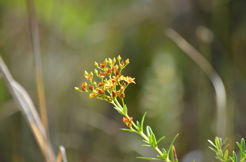 roundpod St. Johnswort (Hypericum cistifolium)