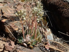 Dudleya abramsii calcicola