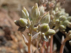 Dudleya abramsii calcicola
