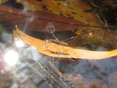 Gerris gracilicornis