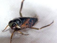 Notonecta irrorata
