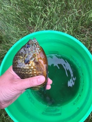 Lepomis gibbosus × macrochirus