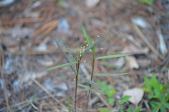 Dichanthelium patentifolium