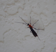 Acrotaphus fuscipennis