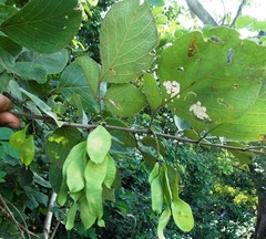 Lonchocarpus phaseolifolius