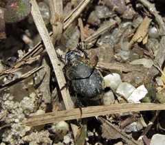 Onthophagus hecate