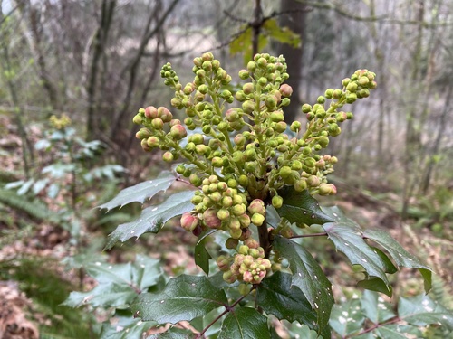 Dyglialapė mahonija nuotrauka