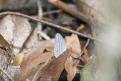 Cepheuptychia glaucina