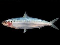 Spotted Sardinella photo 1