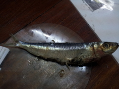 Spotted Sardinella photo 5
