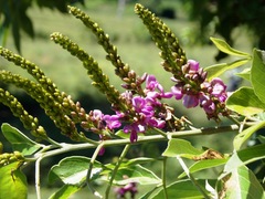 Lonchocarpus minimiflorus