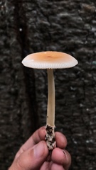 Amanita sinicoflava