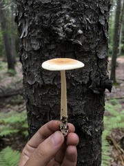 Amanita sinicoflava
