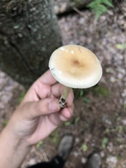 Amanita sinicoflava