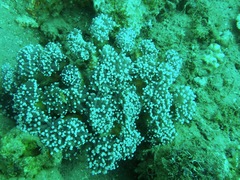 Euphyllia glabrescens