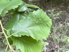 Quercus michauxii image