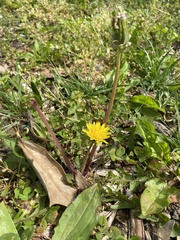 Taraxacum