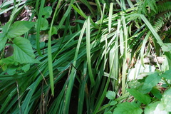 Carex hirtifolia