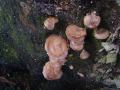 Lentinula raphanica