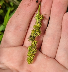 Carex stipata maxima