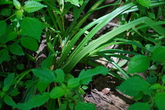 Carex hirtifolia