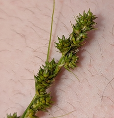 Carex stipata maxima