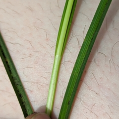 Carex stipata maxima