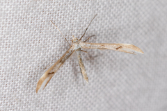 Platyptilia celidotus