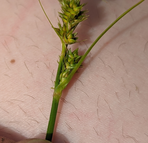 Image of Carex fissa by no rights reserved