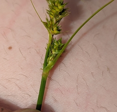 Carex stipata maxima