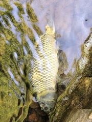 Cyprinus