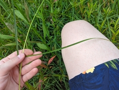 Carex stipata maxima