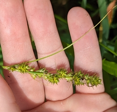 Carex stipata maxima