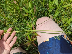 Carex stipata maxima