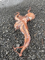 Enteroctopus dofleini