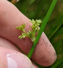 Juncus effusus solutus